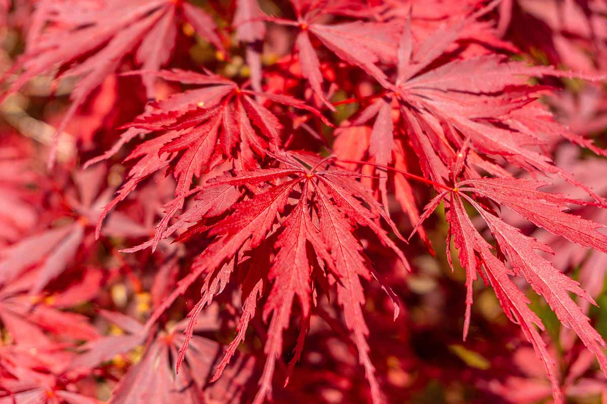 A close up horizontal image of the bright red foliage of Acer 'Inaba Shidare' pictured in bright sunshine.