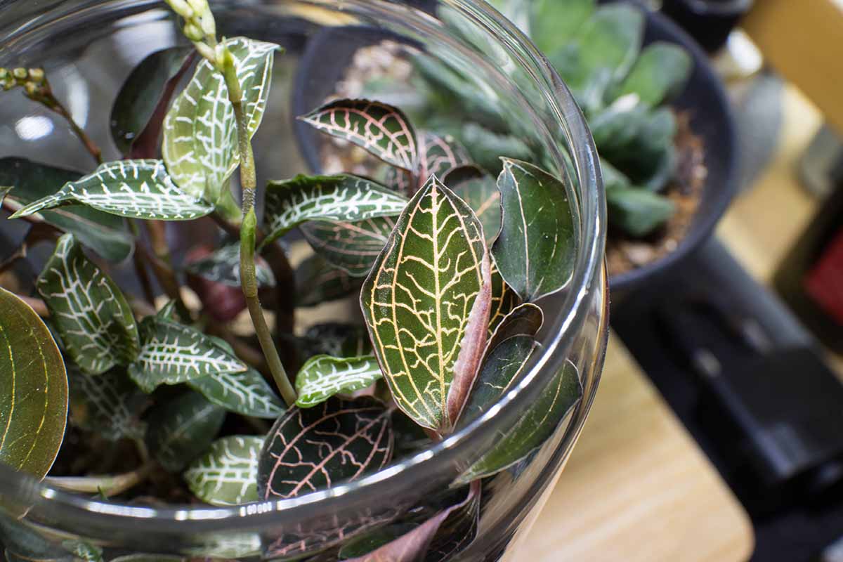 A close up horizontal image of the foliage of a jewel orchid growing in a glass pot.