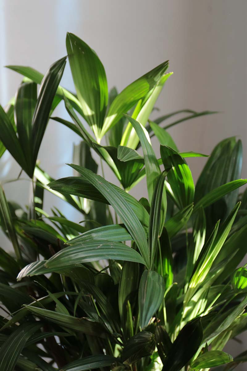 A close up vertical image of the foliage of a lady palm aka Rhapis excelsa growing indoors in light filtered sunshine.