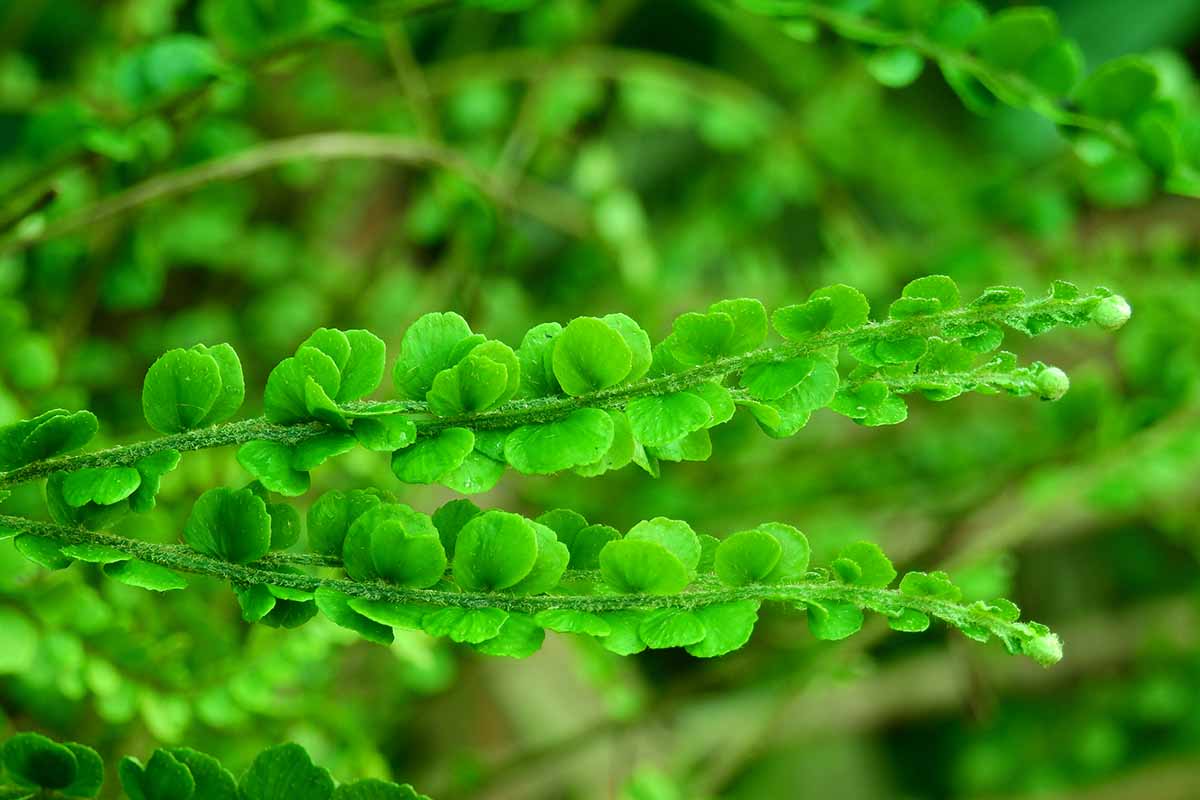 A close up horizontal image of the foliage of a lemon button fern plant growing in the garden pictured on a soft focus background.