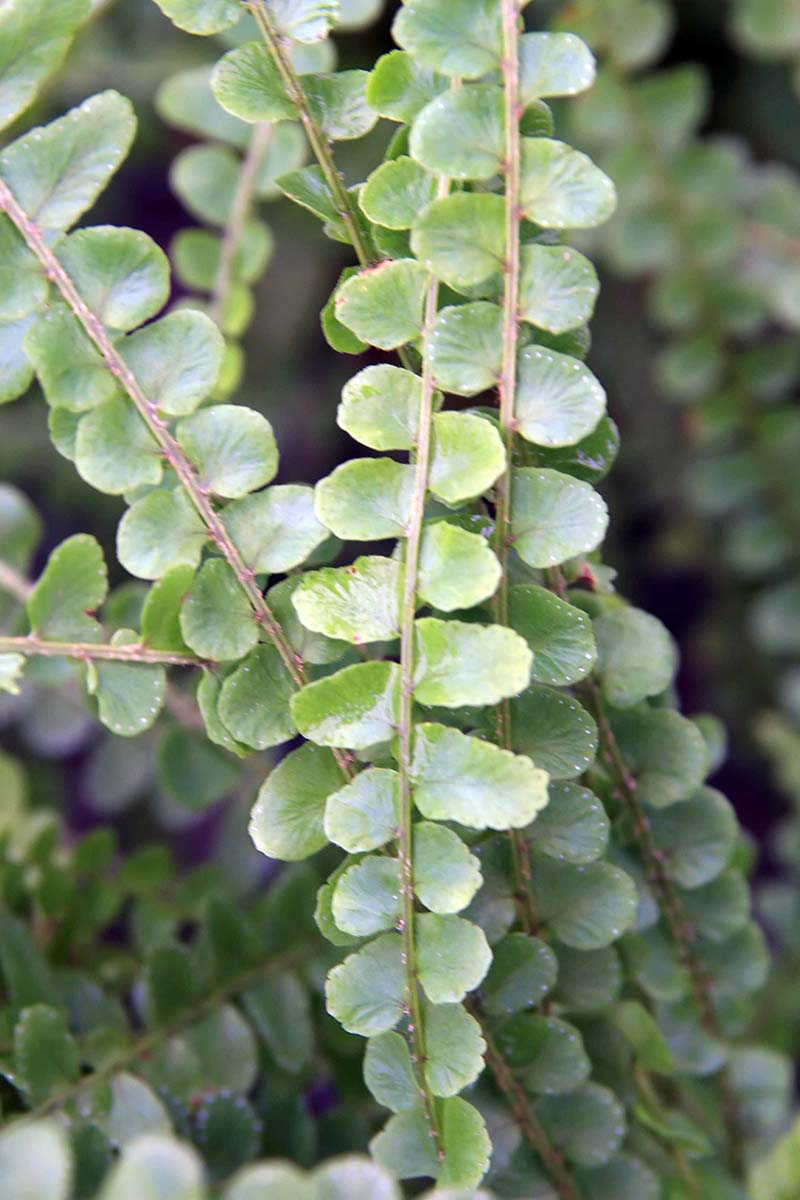 A close up vertical image of the rounded foliage of a lemon button fern pictured on a soft focus background.