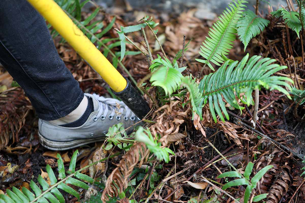 A close up horizontal image of a gardener's foot using a spade to dig up a plant from the soil.