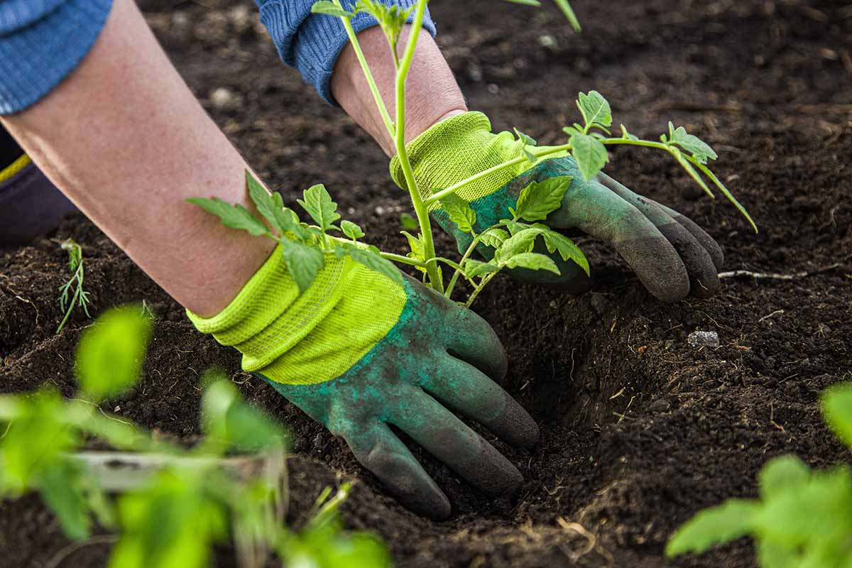 A close up horizontal image of a gardener wearing two-tone green gloves to plant out tomato plants in dark rich soil.