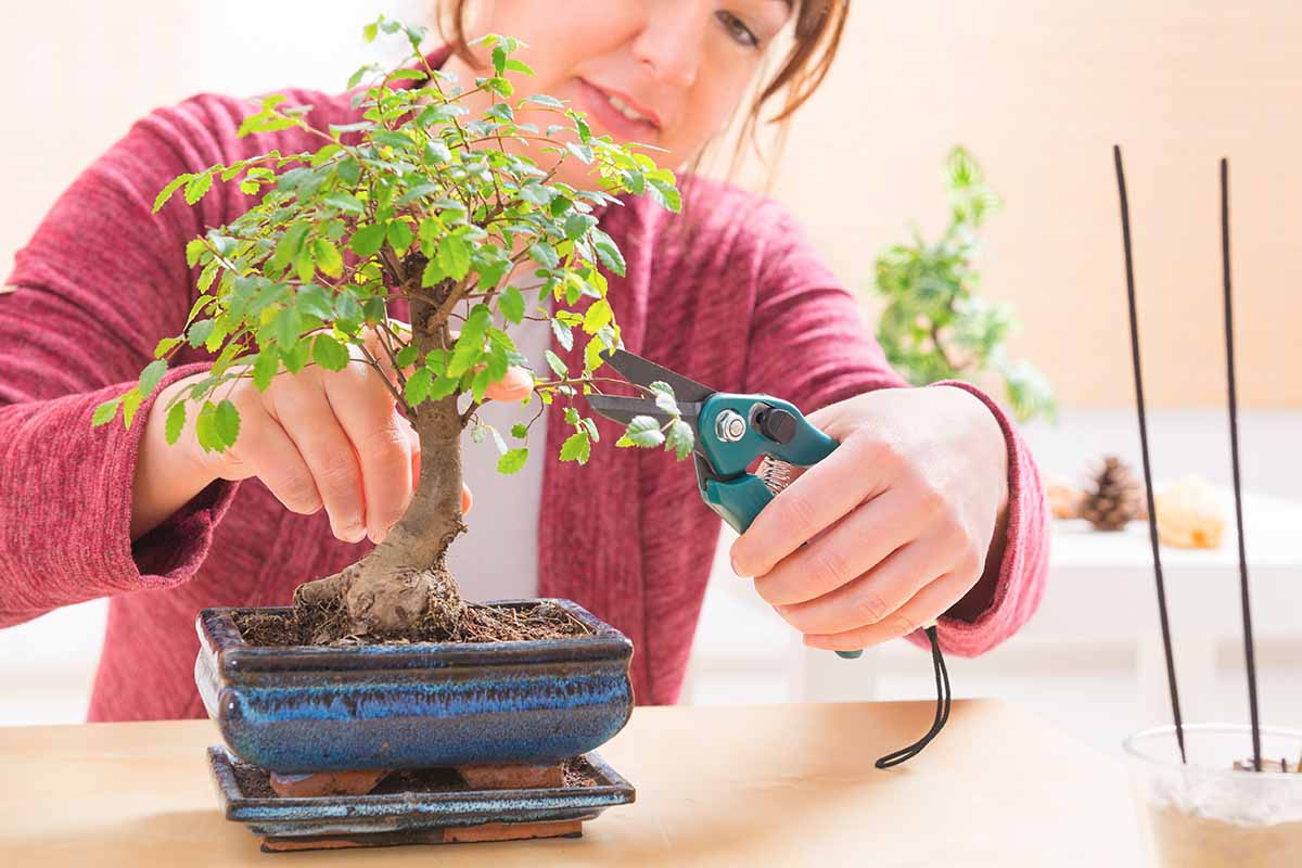 A close up horizontal image of a gardener pruning a bonsai indoors.