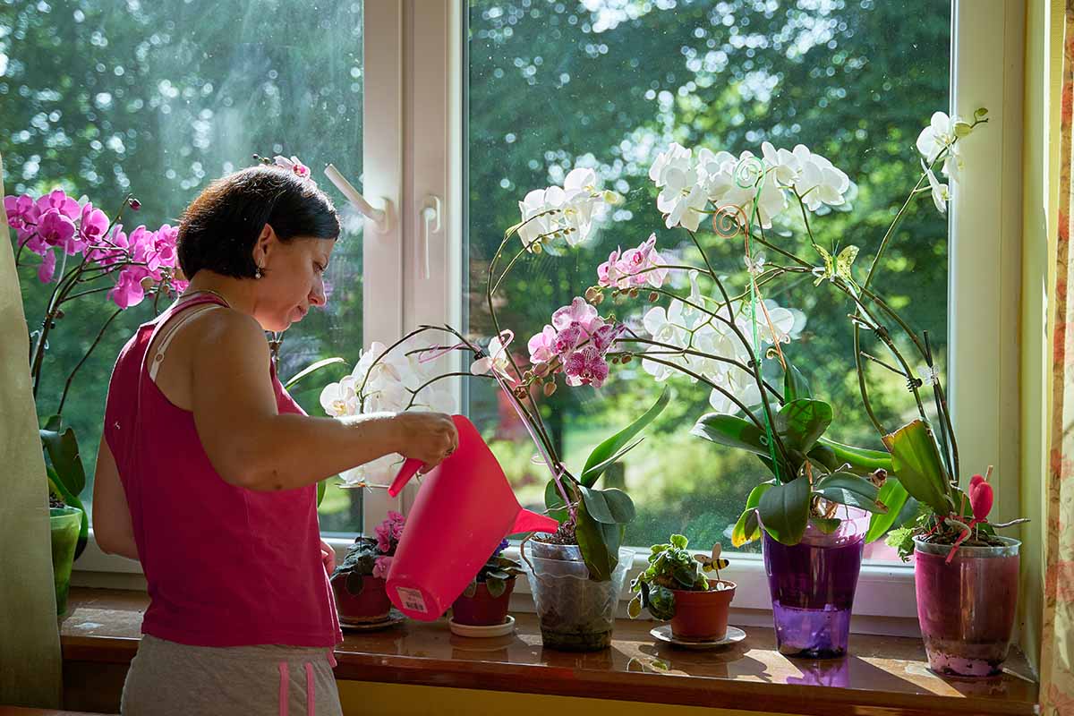 A horizontal image of a gardener using a plastic can to water orchids growing on a windowsill, pictured in light sunshine.