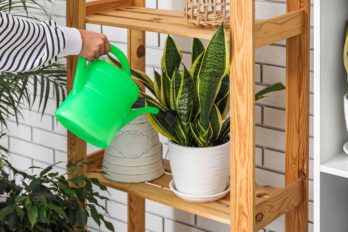A close up horizontal image of a gardener watering a snake plant on a wooden shelf.