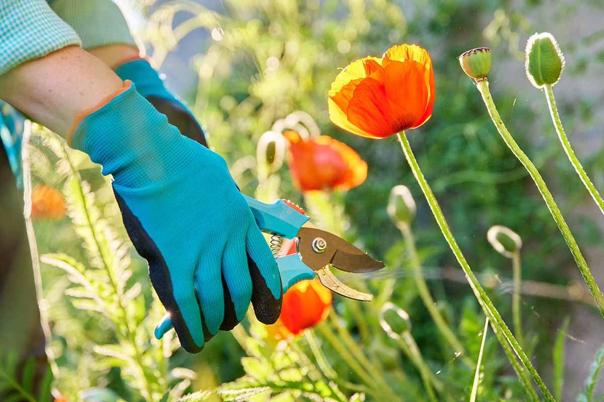 A close up horizontal image of a gardener wearing blue and black two-toned gloves holding a pair of pruning shears to cut red poppies growing in the garden.