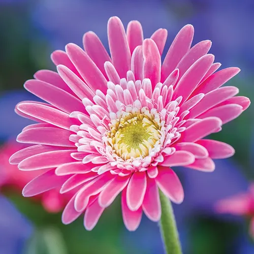 A close up of the pink flower of a 'Garvinea Sweet Memories' gerbera daisy pictured on a soft focus background.
