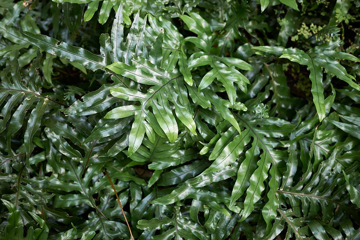 A horizontal image of the glossy green leaves of Phymatosorus diversifolius growing outdoors.