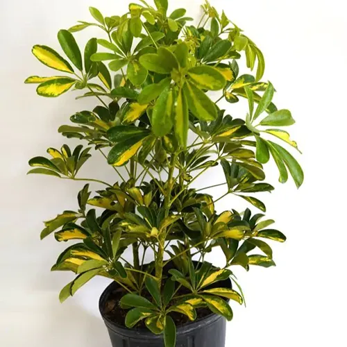 A close up of a 'Gold Capella' umbrella plant growing in a black pot isolated on a white background.