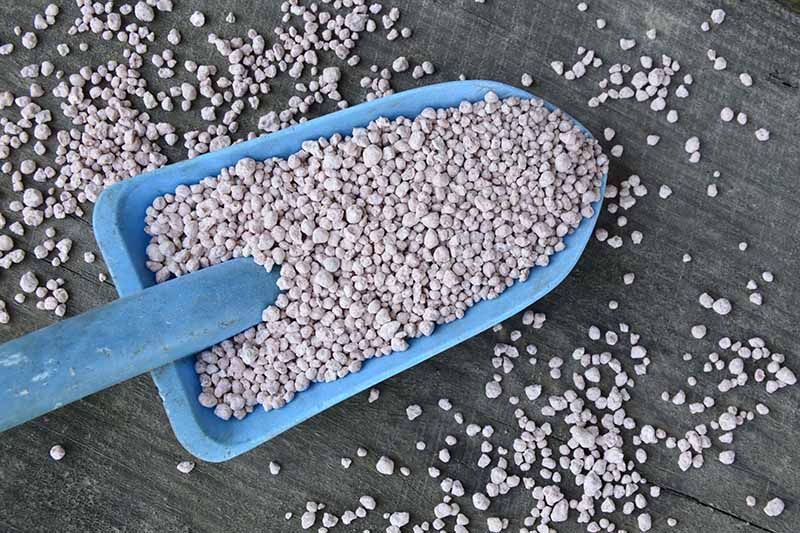 A close up horizontal image of a blue garden trowel filled with granular fertilizer set on a wooden surface.