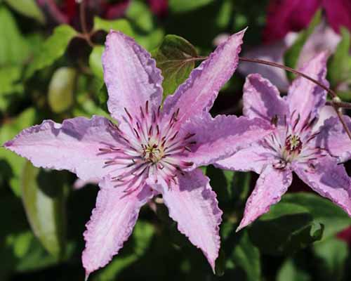 A close up of the pink flowers of 'Hagley Hybrid' clematis growing in the garden pictured on a soft focus background.