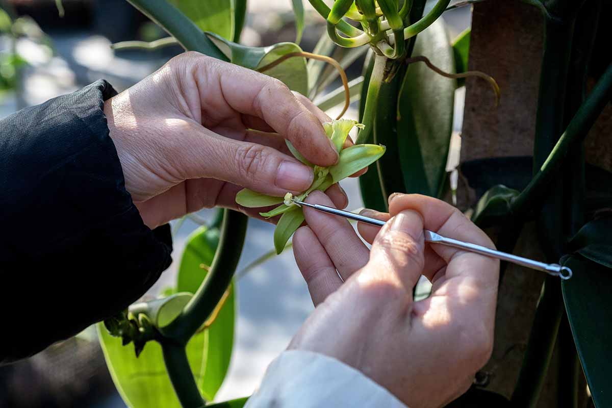 A close up horizontal image of the hands of a gardener using tweezers to hand-pollinate an orchid.