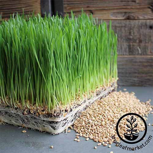 A close up square image of hard red wheat grown as microgreens set on a concrete surface. To the bottom right of the frame is a black circular logo with text.