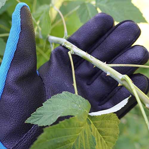 A square image of a blue heavy duty puncture resistant glove holding a thorny branch.