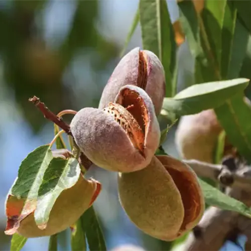 A close up square image of 'Hill's Hardy' almonds growing on the tree pictured on a soft focus background.