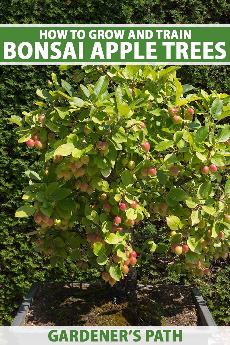 A close up vertical image of a crabapple tree trained to grow as a bonsai set outside in bright sunshine. to the top and bottom of the frame is green and white printed text.
