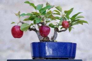 A close up horizontal image of an apple tree with three developing fruits trained to grow as a bonsai in a blue ceramic pot.
