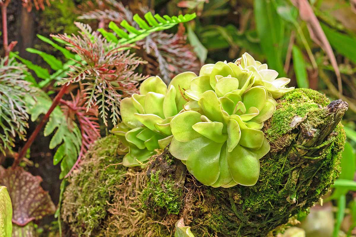 A close up horizontal image of carnivorous butterwort plants growing on a mossy branch in a terrarium.