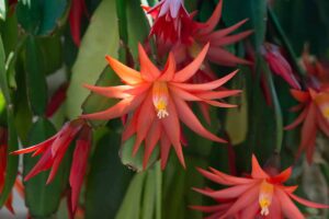 A close up horizontal image of the bright flowers of a Christmas cactus (Schlumbergera) pictured on a soft focus background.