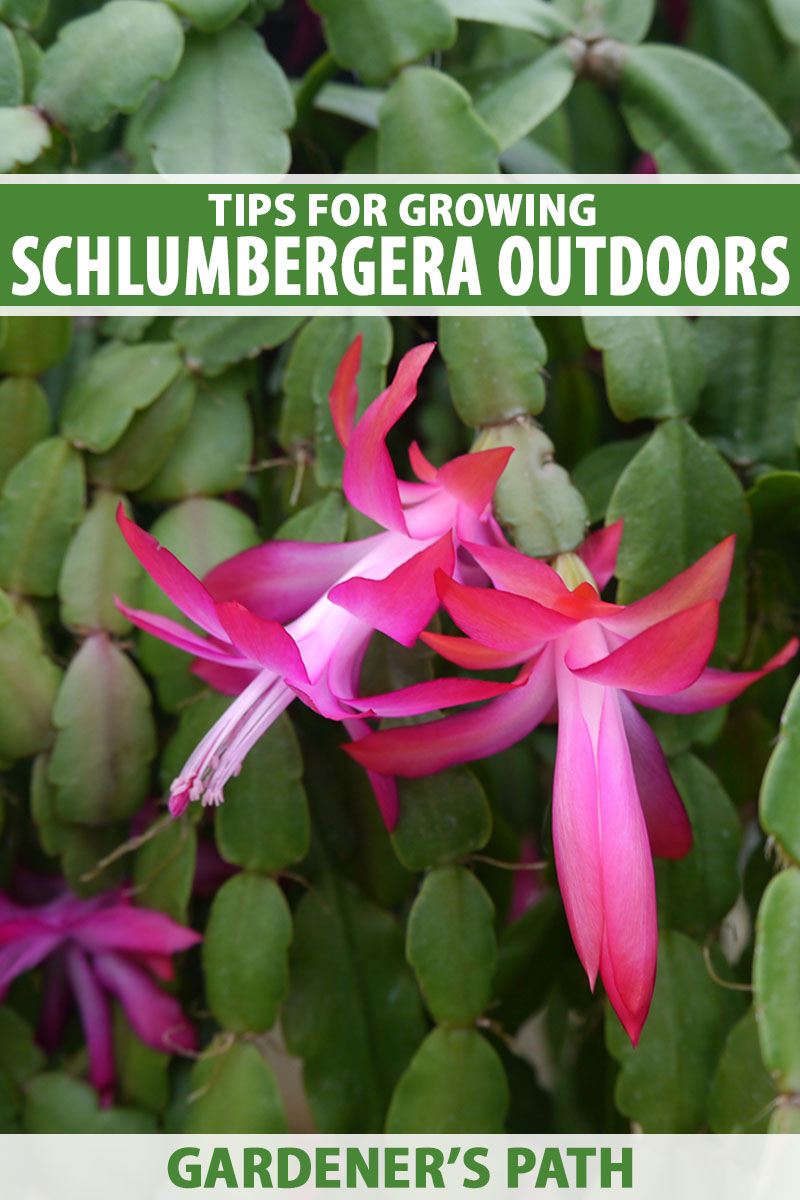 A close up vertical image of the bright pink flowers and segmented foliage of a Christmas cactus (Schlumbergera) growing outdoors. To the top and bottom of the frame is green and white printed text.