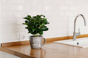 A close up horizontal image of a small coffee plant potted in a mug set on a wooden kitchen counter with white tiles and a sink and faucet in the background.