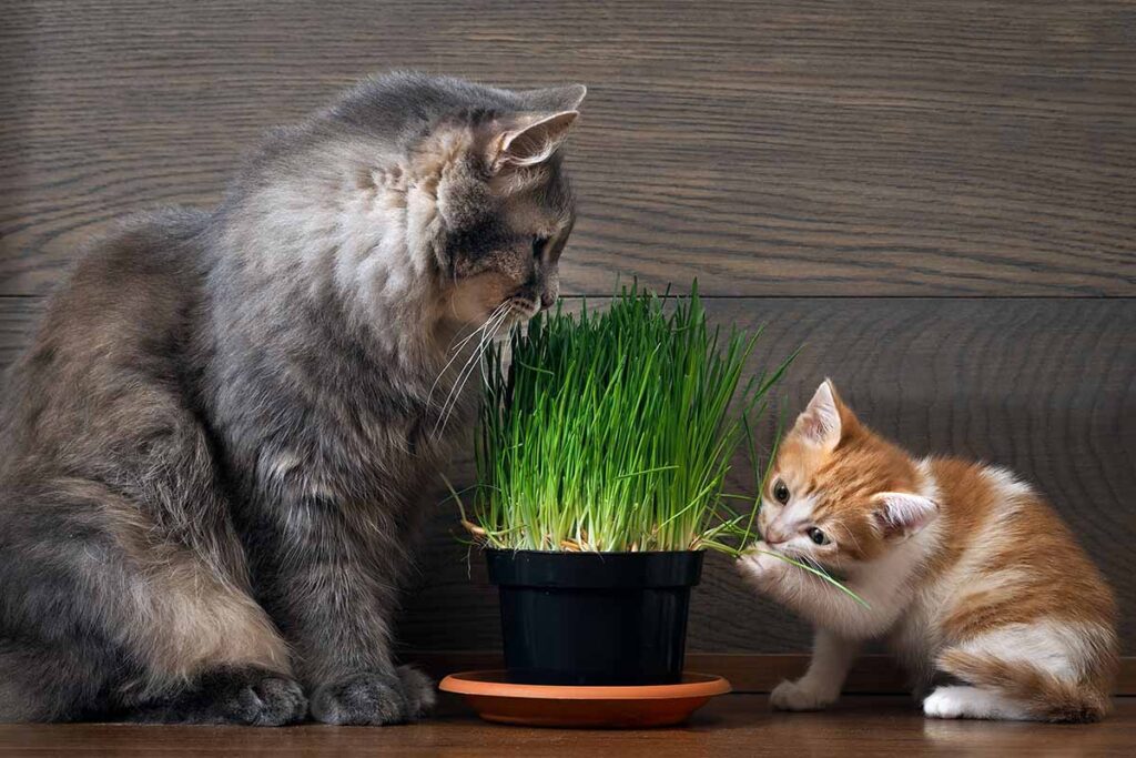 A horizontal image of a cat and a kitten munching on grass growing in a pot indoors.