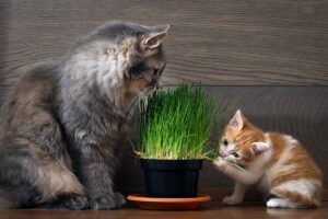 A close up horizontal image of a cat and a kitten munching on grass growing in a pot indoors.