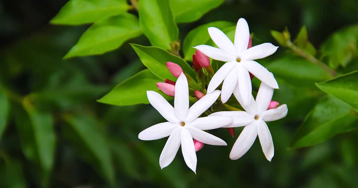 Tips for Growing Jasmine Indoors | Gardener's Path
