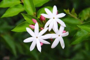 A close up horizontal image of common jasmine (Jasminum) growing indoors pictured on a dark soft focus background.