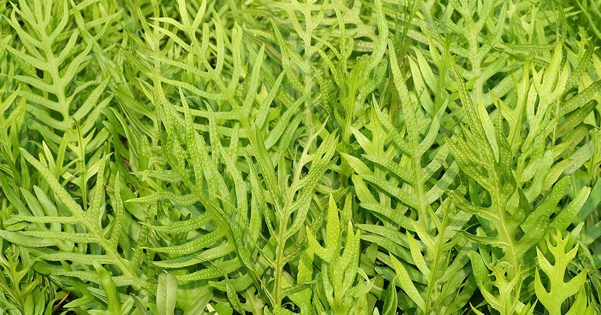 How to Grow and Care for Kangaroo Ferns