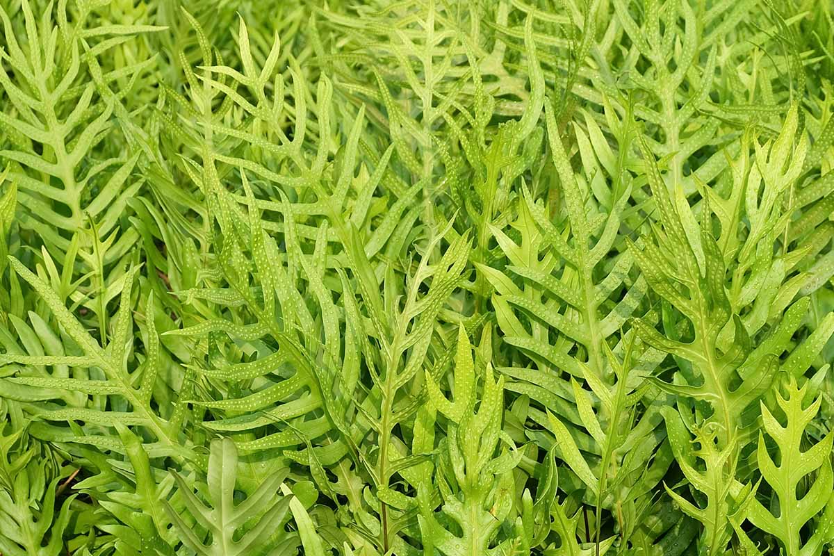 A close up horizontal image of the bright green foliage of kangaroo ferns (Phymatosorus diversifolius) growing in a large thicket in the garden.