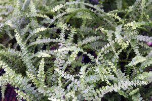 A close up horizontal image of the foliage of a lemon button fern (Nephrolepis cordifolia ‘Duffii’) growing in the garden.