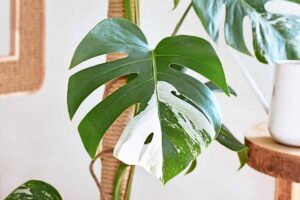 A close up horizontal image of a variegated monstera (Swiss cheese) plant growing up a moss pole indoors.