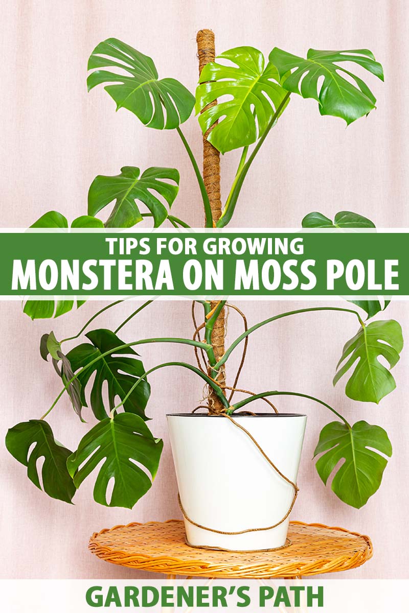 A close up vertical image of a monstera (Swiss cheese) plant growing up a moss pole in a white pot set on a wicker side table. To the center and bottom of the frame is green and white printed text.