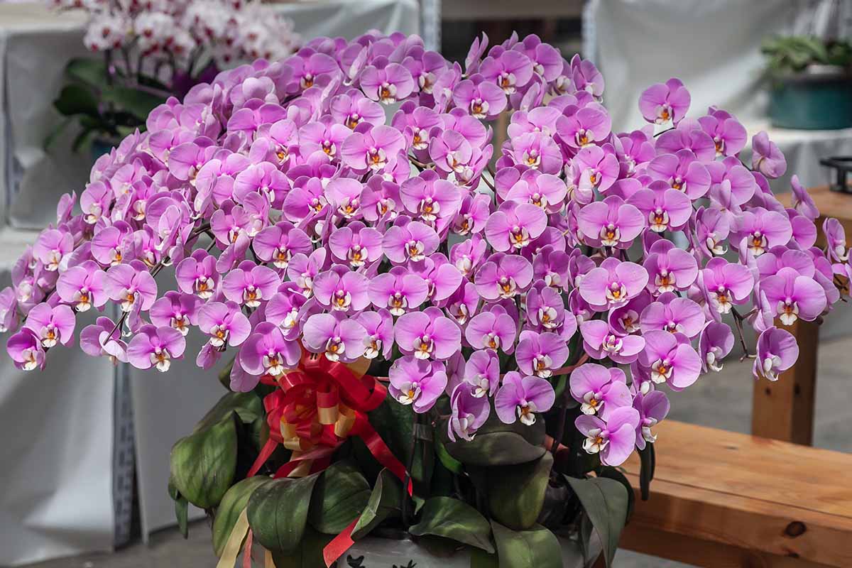 A close up horizontal image of a large display of pink and white Phalaenopsis orchids growing in a pot indoors.