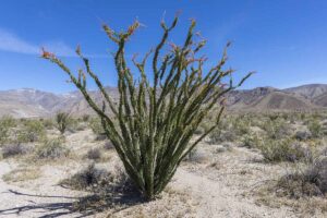A horizontal image of an ocotillo (Fouquieria splendens) growing in the Mojave desert pictured on a blue sky background.