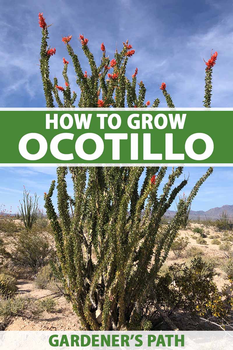 A vertical image of ocotillo (Fouquieria splendens) growing in the desert pictured on a blue sky background. To the center and bottom of the frame is green and white printed text.