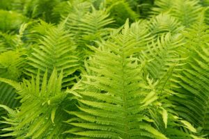 A close up horizontal image of ferns growing in the garden with bright green fronds.