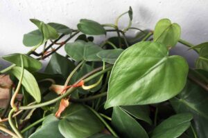 A close up horizontal image of a heartleaf philodendron growing in a pot with a white wall in the background.