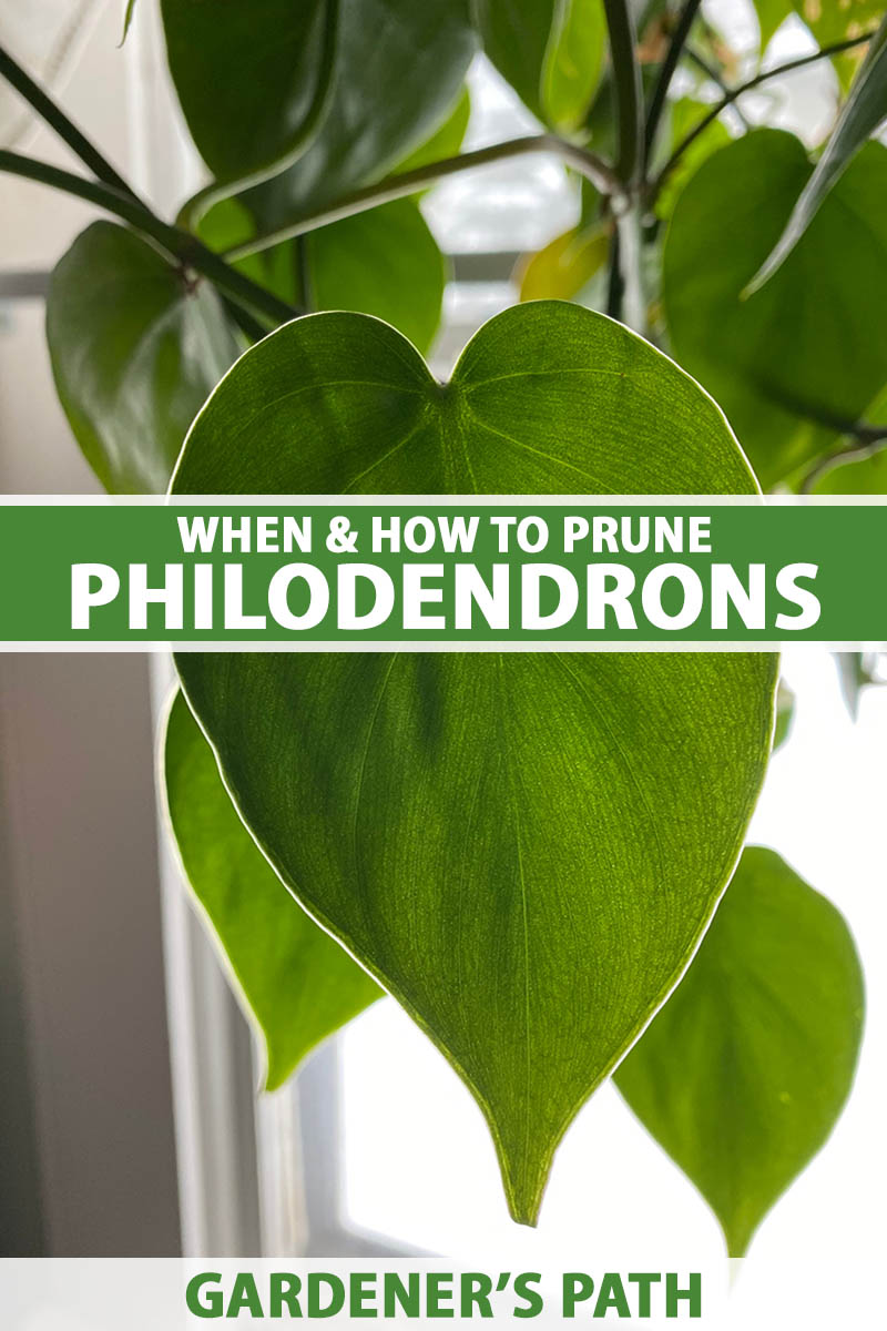 A close up vertical image of a heartleaf philodendron plant growing in front of a window. To the center and bottom of the frame is green and white printed text.