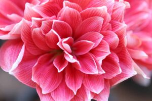 A close up horizontal image of a bright pink double amaryllis flower pictured on a soft focus background.
