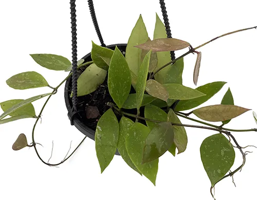 A close up of a Hoya memoria plant growing in a hanging basket isolated on a white background.