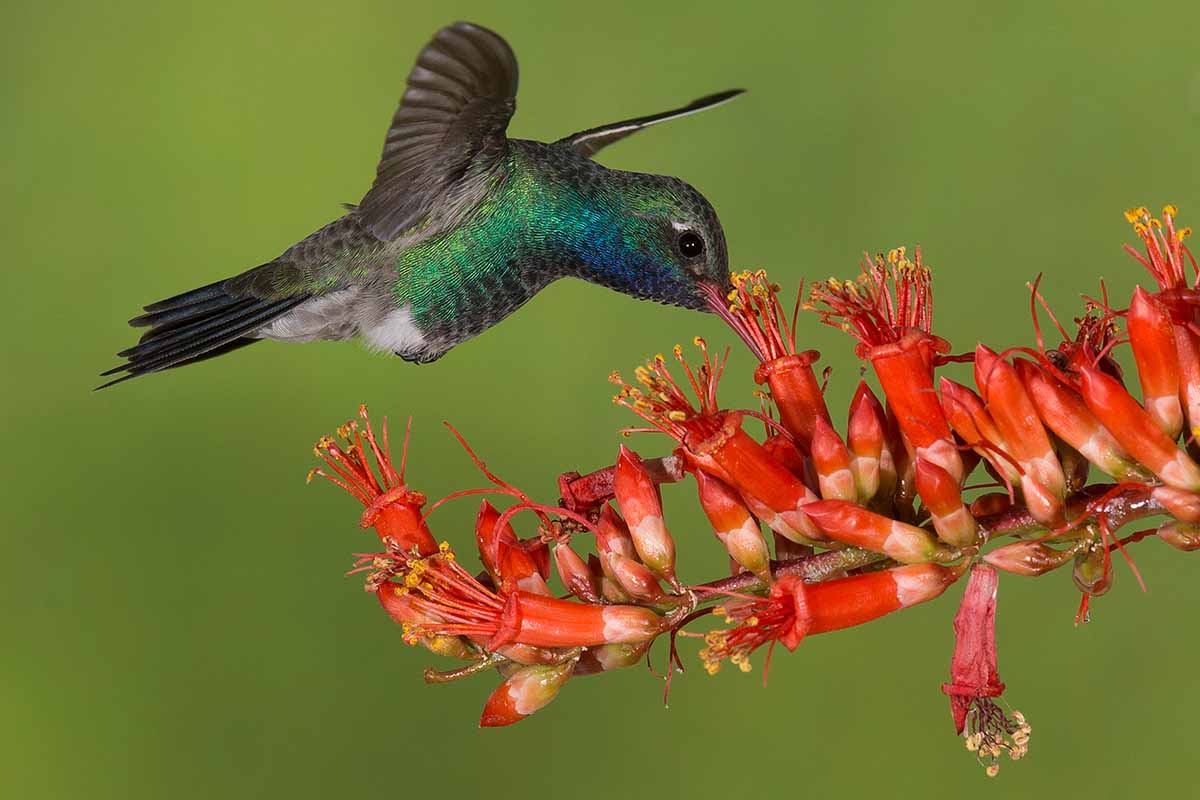 A close up horizontal image of a hummingbird feeding from red Fouquieria splendens flowers pictured on a soft focus background.