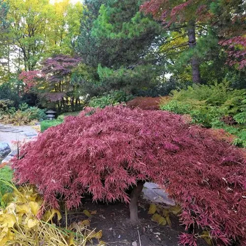 A square image of a dwarf 'Inaba Shidare' Japanese maple growing in a botanical garden.