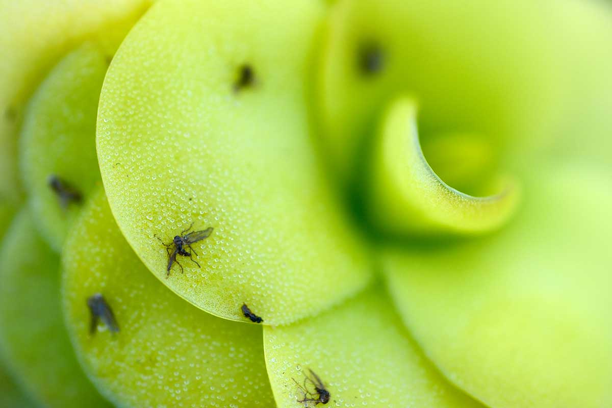 A close up horizontal image of dead insects trapped on the leaves of carnivorous butterwort.