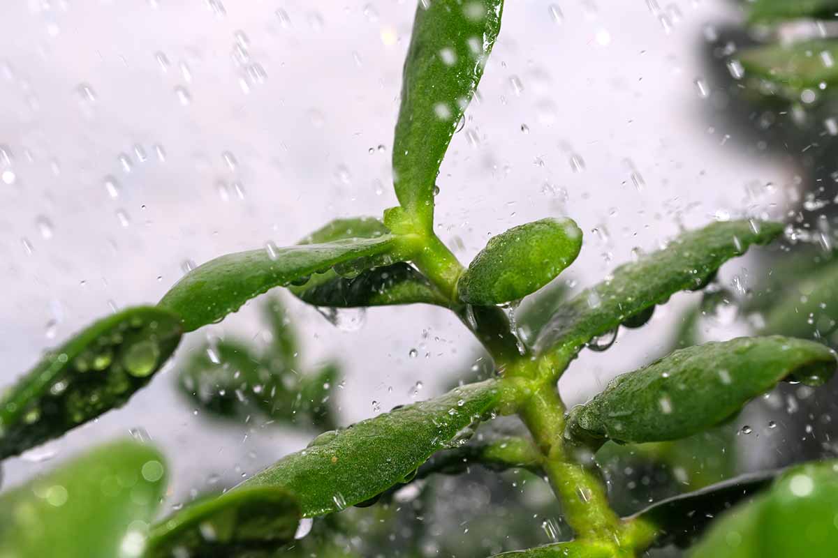 A close up horizontal image of jade plant foliage being sprayed with droplets of water.