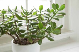 A close up horizontal image of a jade plant (Crassula ovata) growing in a white pot on a windowsill.