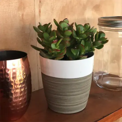A square image of a jade plant growing in a decorative pot set on a wooden sideboard.