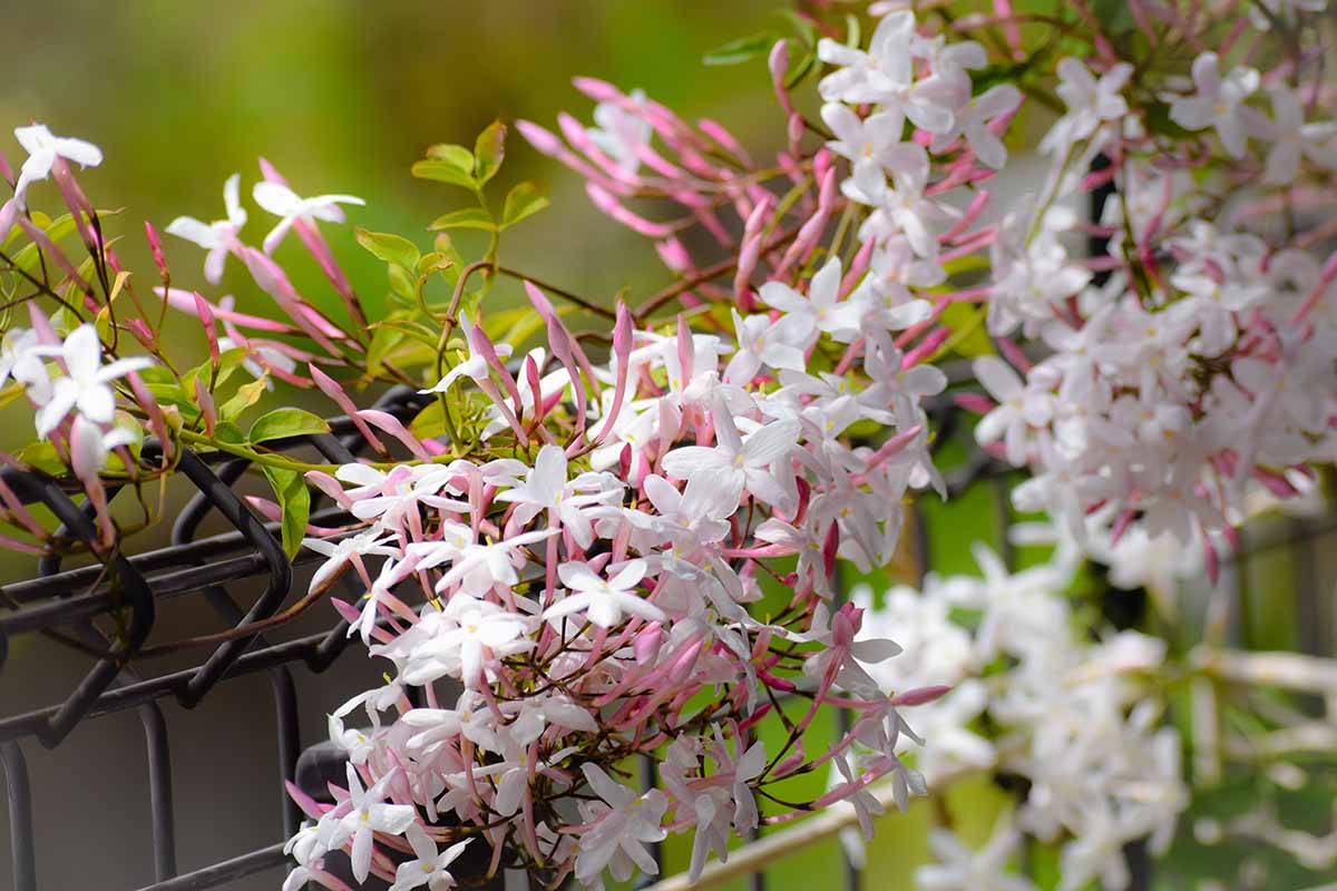 A close up horizontal image of the pink and white flowers of jasmine cascading over a fence outdoors pictured on a soft focus background.